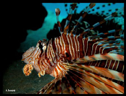 Lion Fish shadows by Alexia Dunand 